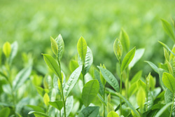 The tea tastes vary depending on the weather and skills of farmers.